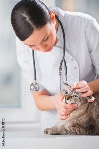 Photo: Veterinarian examining eyes of a cat while doing checkup at clin Veterinarian examining eyes of a cat while doing checkup at clin