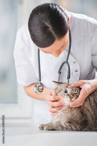 Photo: Veterinarian examining eyes of a cat while doing checkup at clin Veterinarian examining eyes of a cat while doing checkup at clin