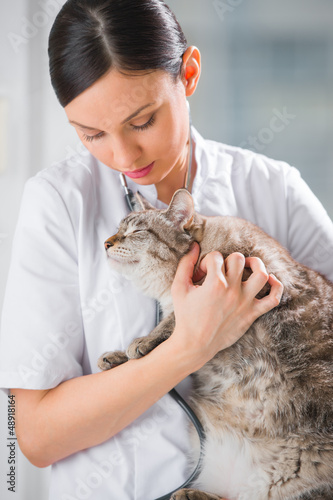 Photo: Veterinarian holding and calming a cat at clinic Veterinarian holding and calming a cat at clinic