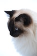 Sacré De Birmanie Chat
