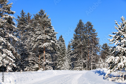 Photo: Winter forest Winter forest