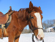 Photo: Portrait of nice horse on a snow Portrait of nice horse on a snow