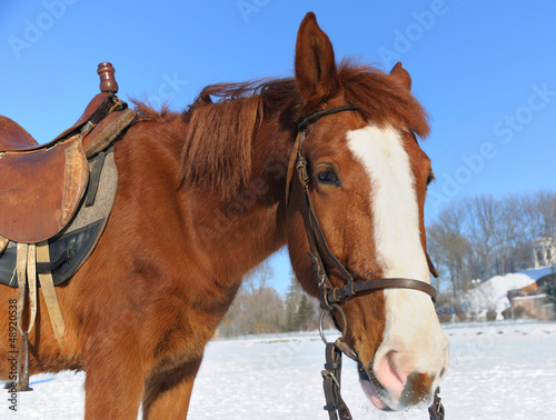 Photo: Portrait of nice horse on a snow Portrait of nice horse on a snow