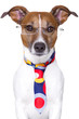 office dog