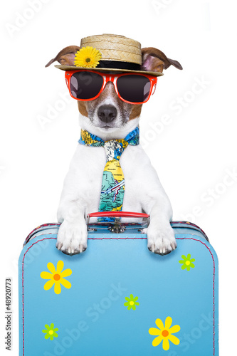 Photo: holiday dog holiday dog