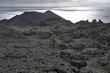 canary islands, la palma : pine treee at volcano teneguia