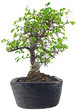 Schlanker Bonsai