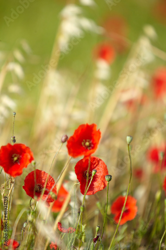 Photo: Field of poppies Field of poppies