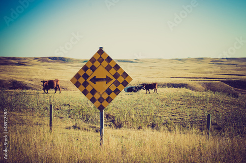 Photo: Cows in in a pasture - Drumheller Alberta - LOMO Cows in in a pasture - Drumheller Alberta - LOMO