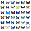 Collection de papillons sur fond blanc en haute définition