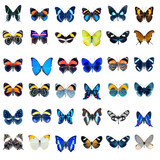Collection de papillons sur fond blanc en haute d�finition
