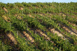 canvas print picture Corse, vignoble de Costa serena