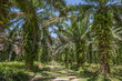 Oil palm plantation
