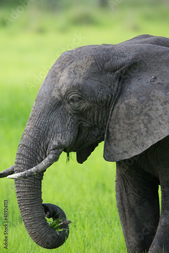 Photo: Elephant in Zambia, Africa safari Elephant in Zambia, Africa safari
