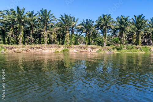 Photo: Oil palm plantation Oil palm plantation