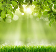 spring background