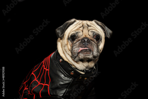 Photo: Old Pug in Leather Old Pug in Leather
