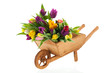 Photo: Wheel barrow full tulips Wheel barrow full tulips
