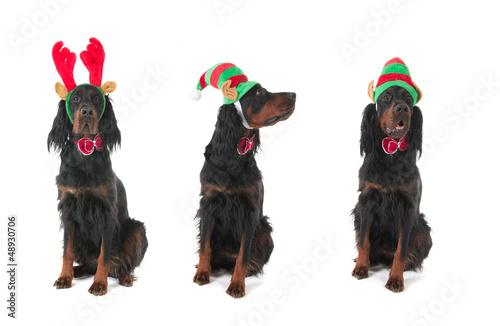 Photo: Dogs for Christmas Dogs for Christmas