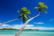 Coconut palm trees hanging over stunning green lagoon
