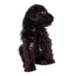 Puppies