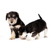 Puppies