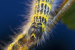 hairy affair