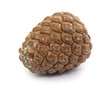pinus pinea