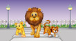 Wild animals in the street