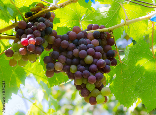 Photo: grape on tree grape on tree