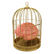 Birdcage with a brain inside