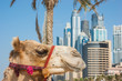 Camel at the urban building  background of Dubai.