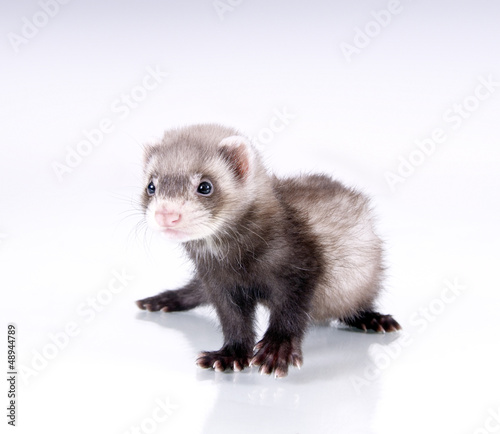 Photo: Süßes, junges Frettchen Süßes, junges Frettchen