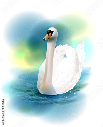 Vector: illustration of the white swan illustration of the white swan