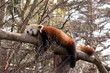Red Panda