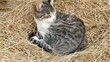 Katze
