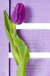 Purple tulip - Lila Tulpe