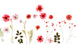summer flowers
