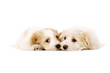 Two puppies laid isolated on a white background