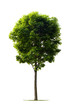 Foto: Isolated tree Isolated tree