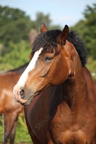 Photo: Beautiful bay horse portrait Beautiful bay horse portrait