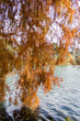 Cyprès Chauve Taxodium Distichum 03