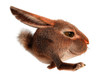 Little rabbit runs