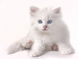 Photo: White kitten White kitten