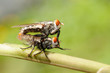 Mosca