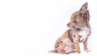 Photo: Chihuahua puppy Chihuahua puppy
