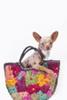 Photo: Chihuahua in bag Chihuahua in bag