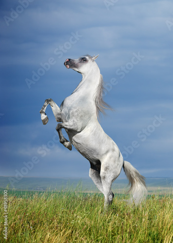 Photo: A grey arabian horse rearing A grey arabian horse rearing