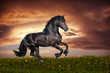 Black Friesian horse gallop