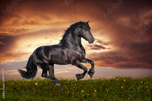 Photo: Black Friesian horse gallop Black Friesian horse gallop